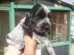 Chiots cocker anglais - Miniature