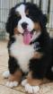 Disponibles chiots bouviers bernois - Miniature
