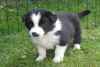 Superbe chiots border collie - Miniature