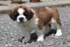 Merveilleux chiots saint bernard - Miniature