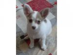 Don urgent de couple chihuahua - Miniature