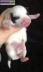 Staffie  - Miniature