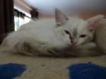 Ragdoll chatonne  - Miniature