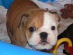 Bébés bouledogues anglais disponible de couleur blanche... - Miniature
