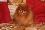 Spitz nain pour saillie - Miniature