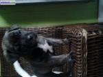 Chiot type cane corso - Miniature