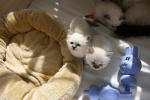 Bébés siamois maintenant pret pour leurs nouveau foyers - Miniature