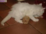 Maine coon mâle blanc a vendre - Miniature