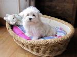 Magnifique chiot bichon maltais à donner - Miniature