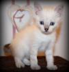 Chaton type sacré de birmanie - Miniature
