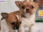 Don urgent de mes chihuahuas - Miniature