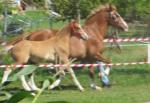 Joli poulain fm - Miniature