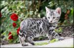 Chatons bengal à donner - Miniature