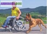 Fauteuil electrique - Miniature