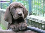 Chiots braque allemand à réserver - Miniature